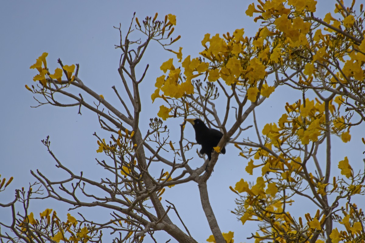 Crested Oropendola - Antonio Rodriguez-Sinovas