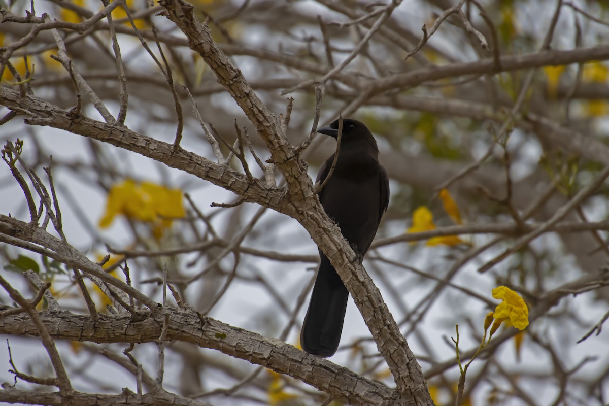 Purplish Jay - Antonio Rodriguez-Sinovas
