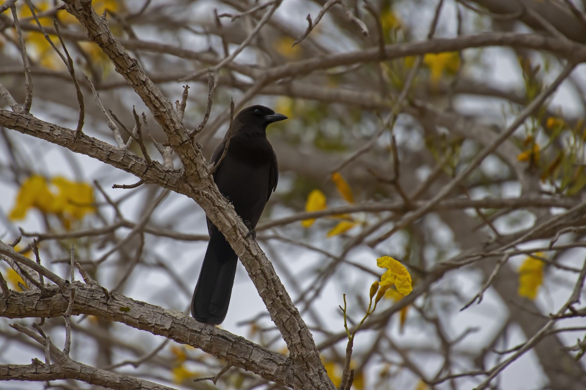 Purplish Jay - Antonio Rodriguez-Sinovas