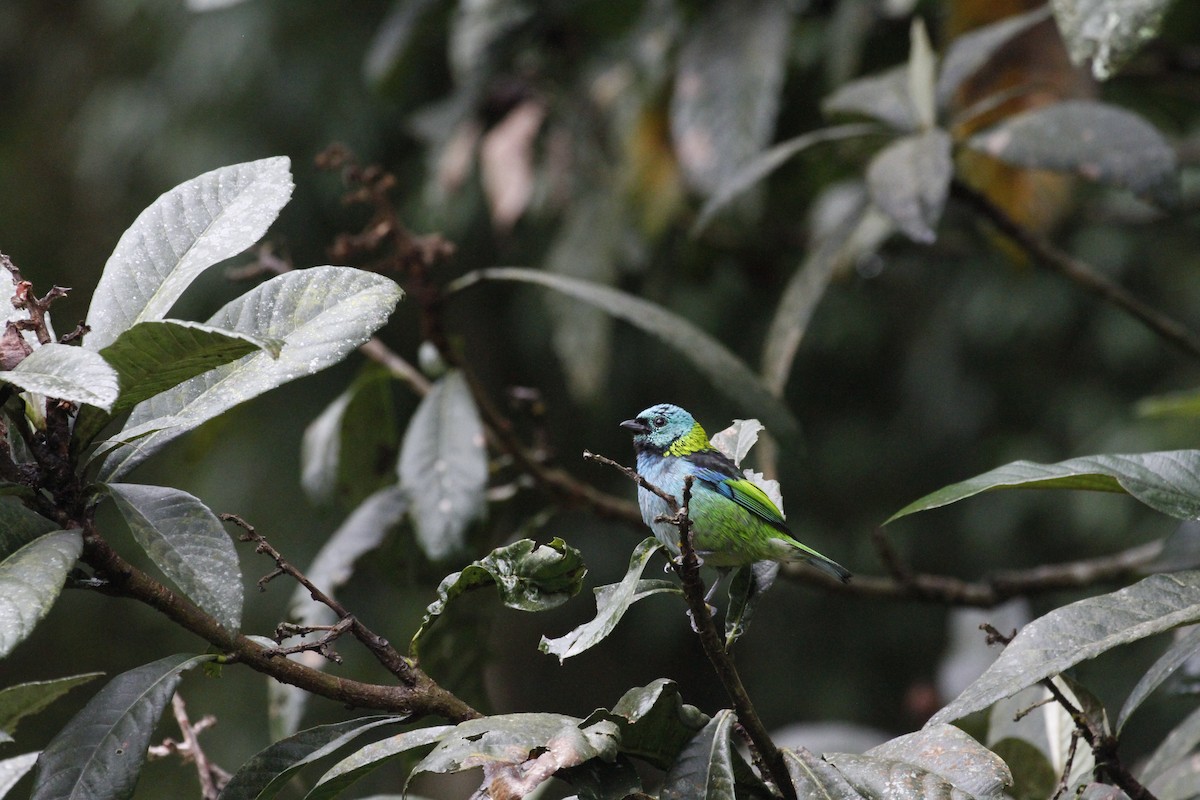 Green-headed Tanager - ML610294727
