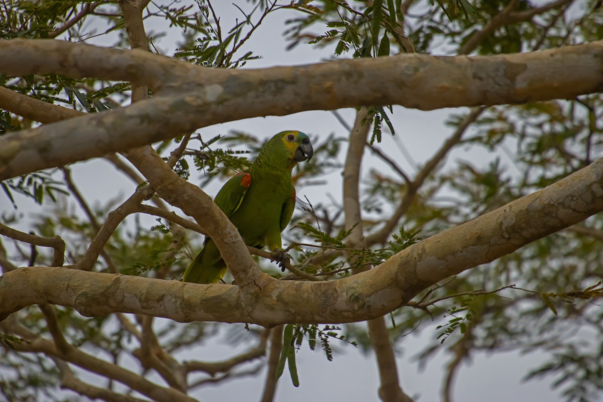 Turquoise-fronted Amazon - Antonio Rodriguez-Sinovas