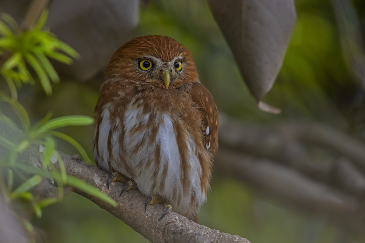 Ferruginous Pygmy-Owl - Antonio Rodriguez-Sinovas