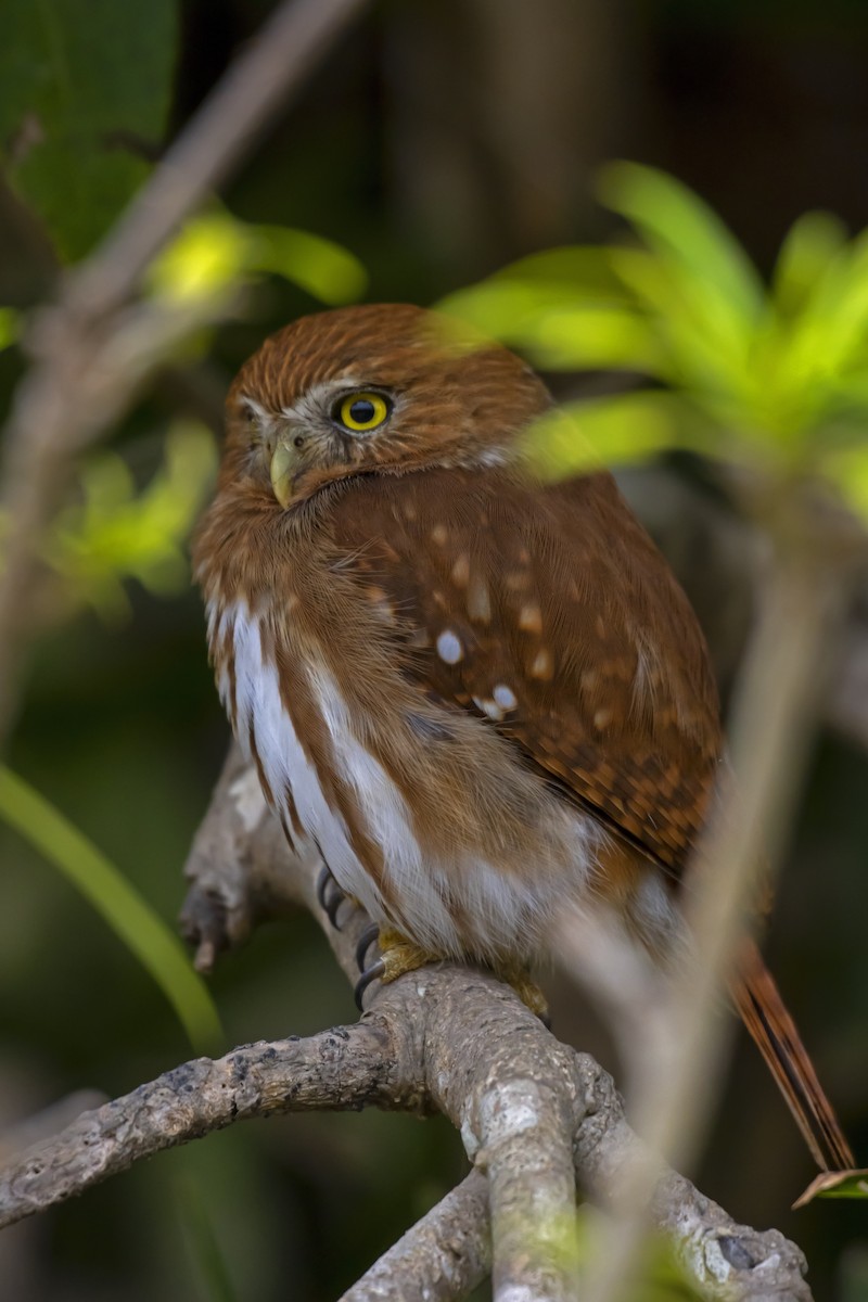 Ferruginous Pygmy-Owl - Antonio Rodriguez-Sinovas