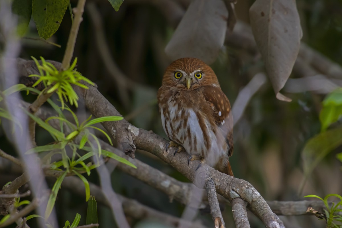 Ferruginous Pygmy-Owl - Antonio Rodriguez-Sinovas