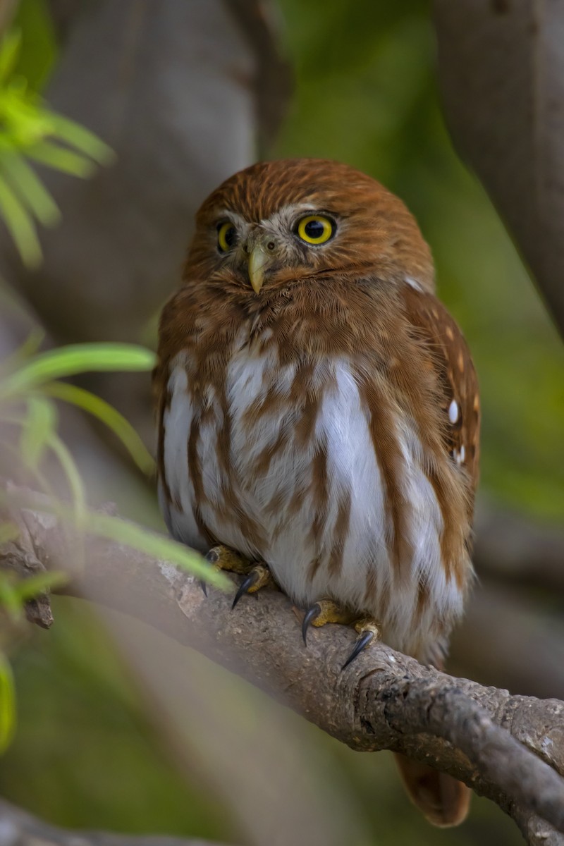 Ferruginous Pygmy-Owl - Antonio Rodriguez-Sinovas