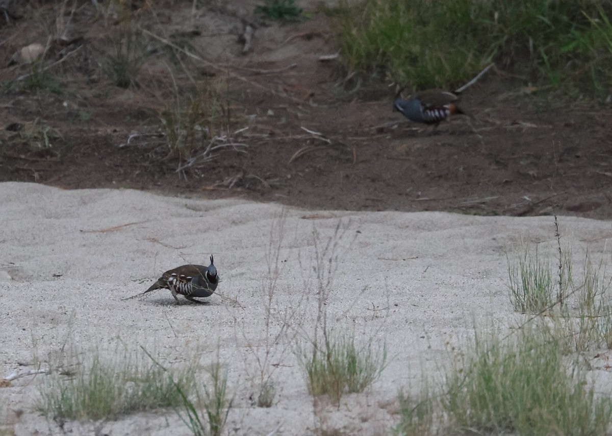 Mountain Quail - ML610294788