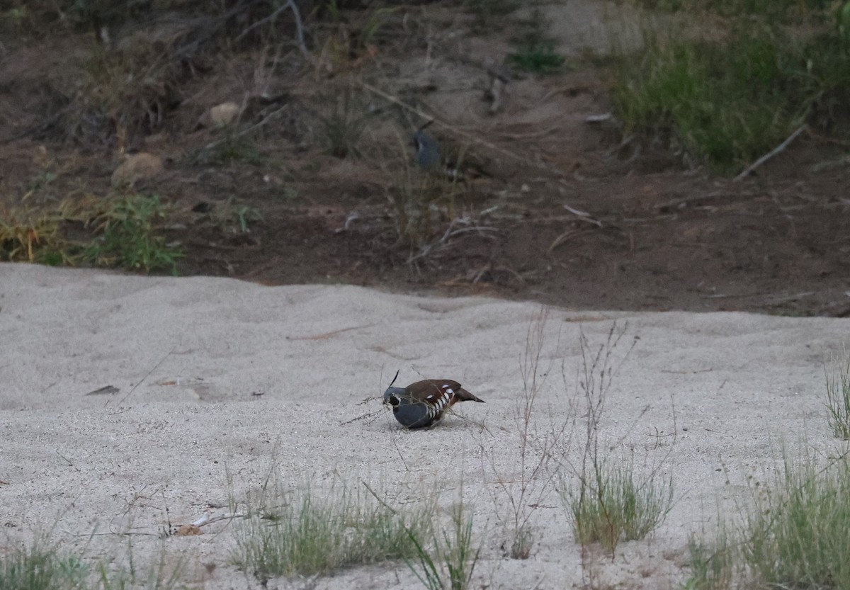 Mountain Quail - ML610294789