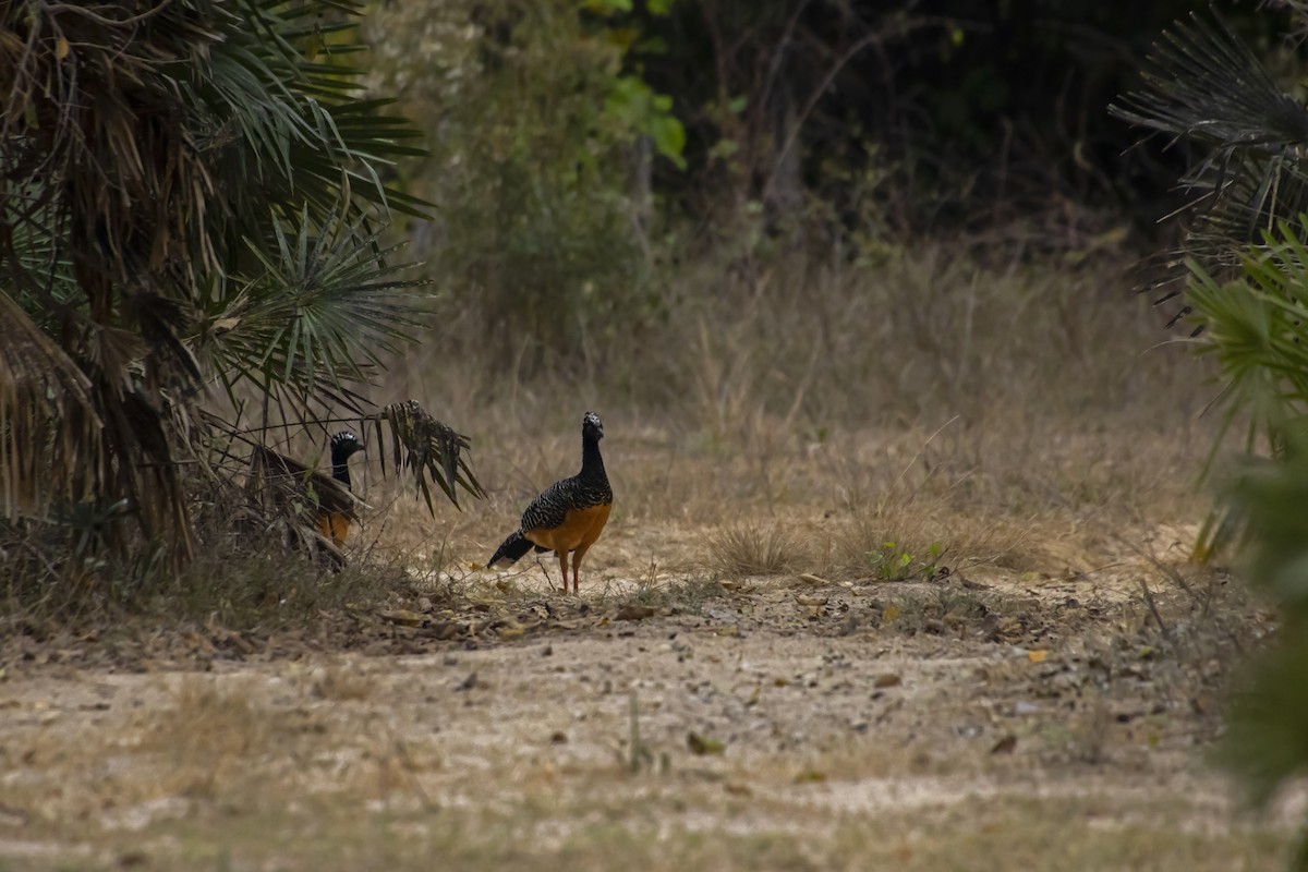 Bare-faced Curassow - Antonio Rodriguez-Sinovas