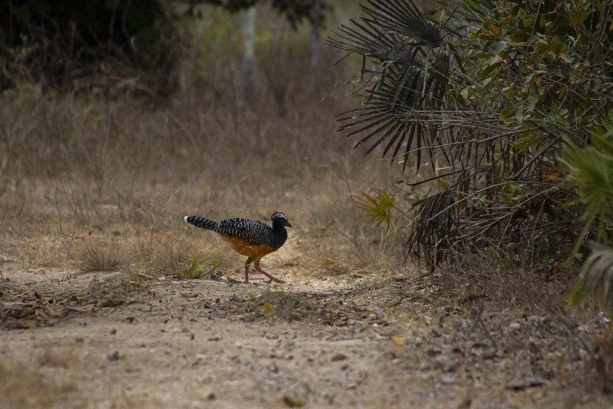 Bare-faced Curassow - Antonio Rodriguez-Sinovas
