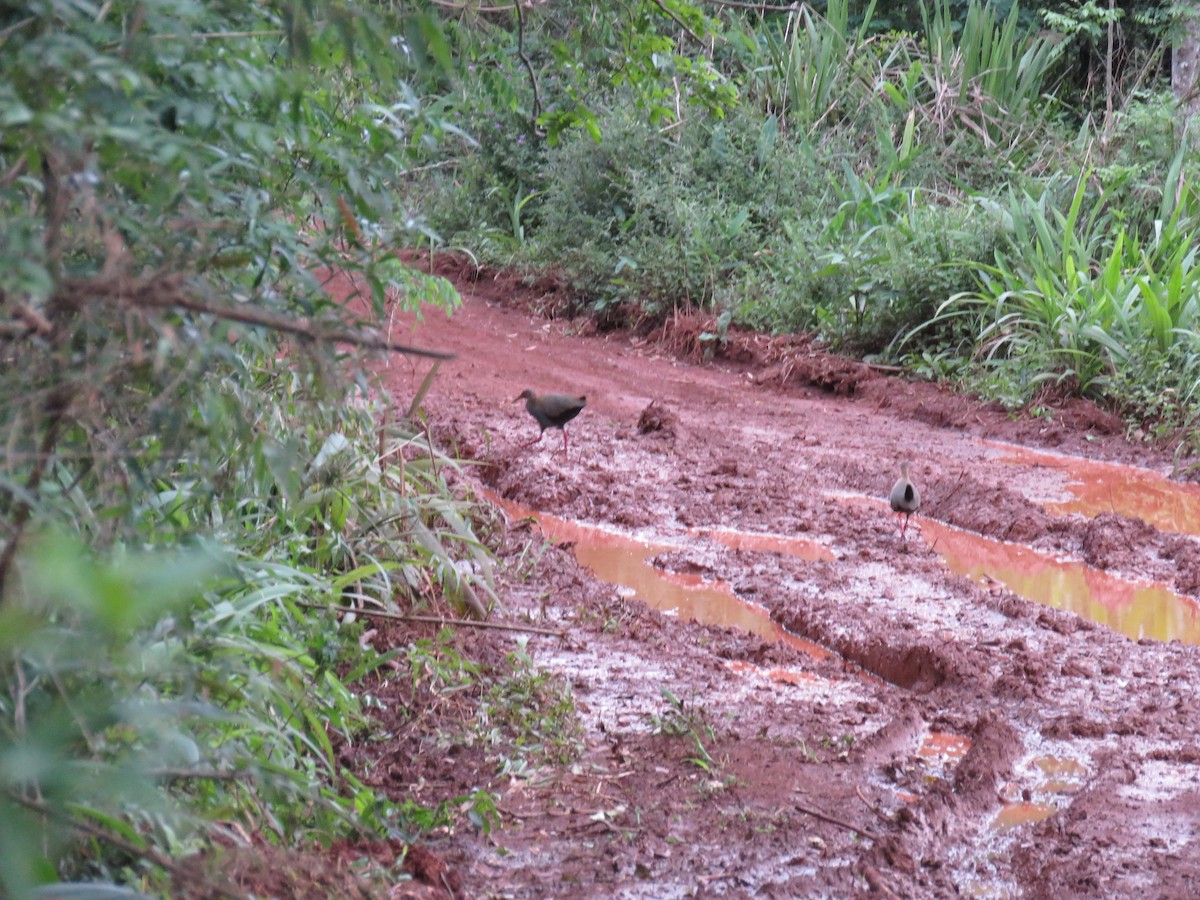 Slaty-breasted Wood-Rail - ML610294797