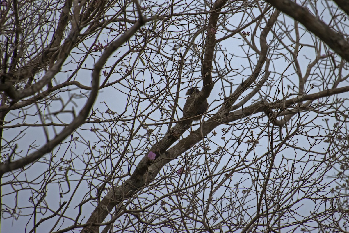 Roadside Hawk - ML610294821