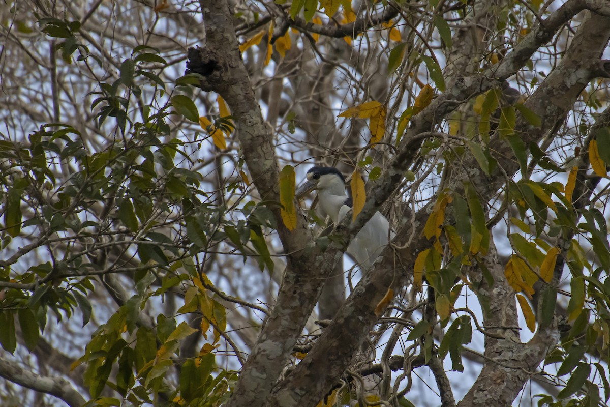 Boat-billed Heron - Antonio Rodriguez-Sinovas