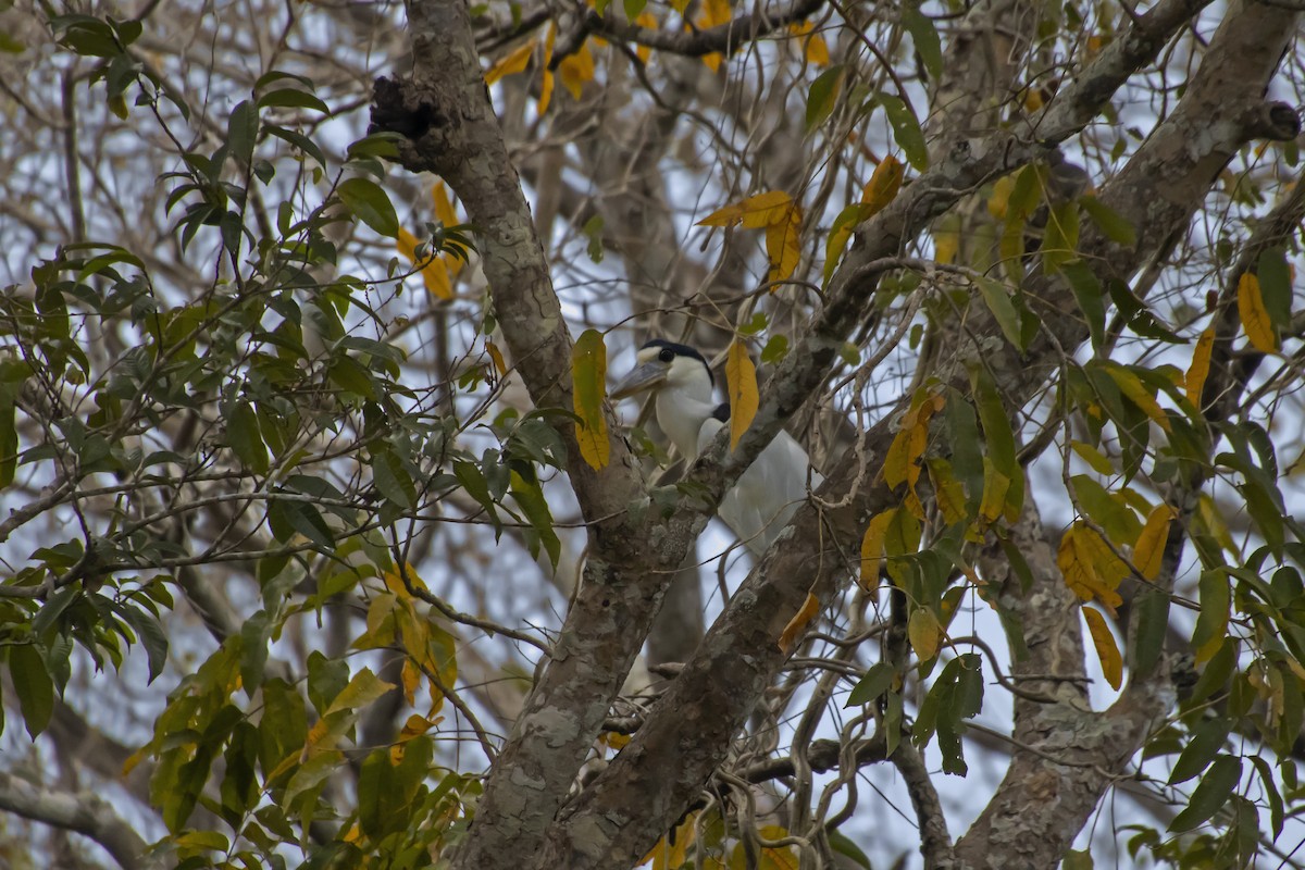 Boat-billed Heron - Antonio Rodriguez-Sinovas