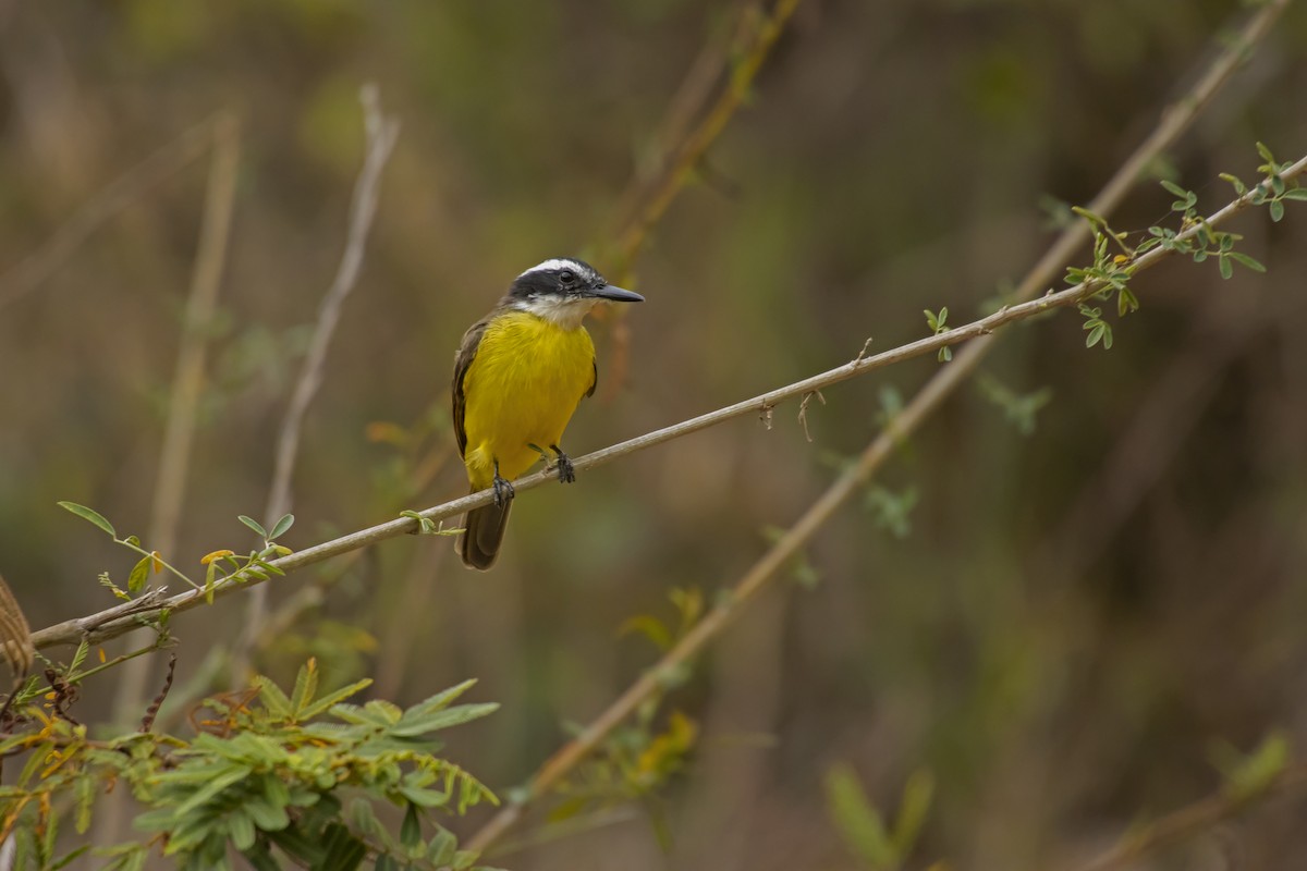 Lesser Kiskadee - Antonio Rodriguez-Sinovas