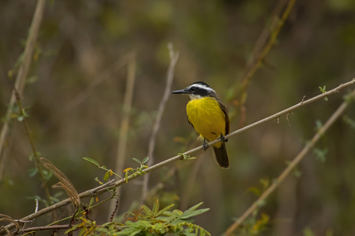 Lesser Kiskadee - Antonio Rodriguez-Sinovas