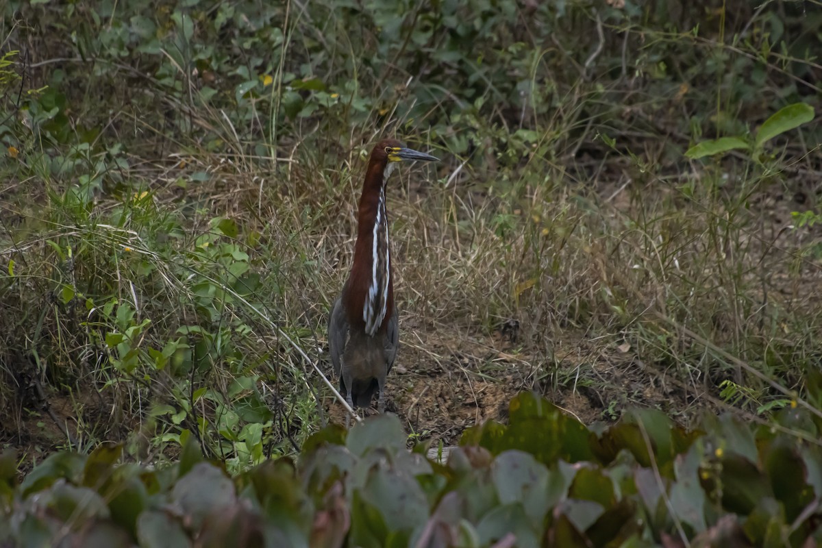 Rufescent Tiger-Heron - Antonio Rodriguez-Sinovas