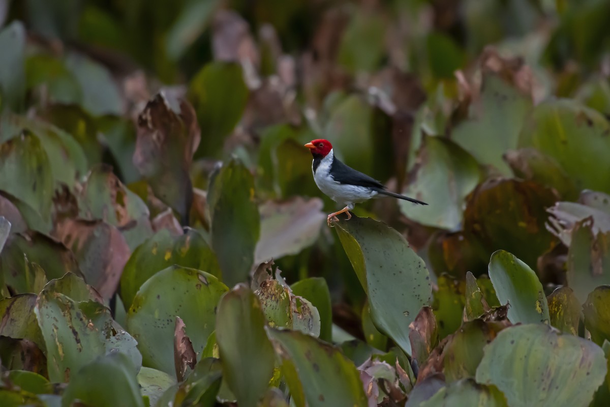 Yellow-billed Cardinal - Antonio Rodriguez-Sinovas