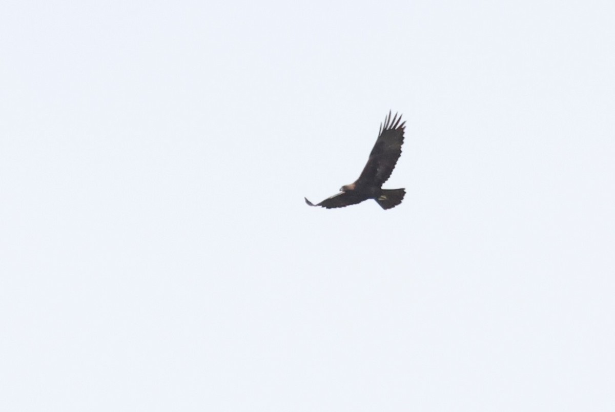 Golden Eagle - ML610294984