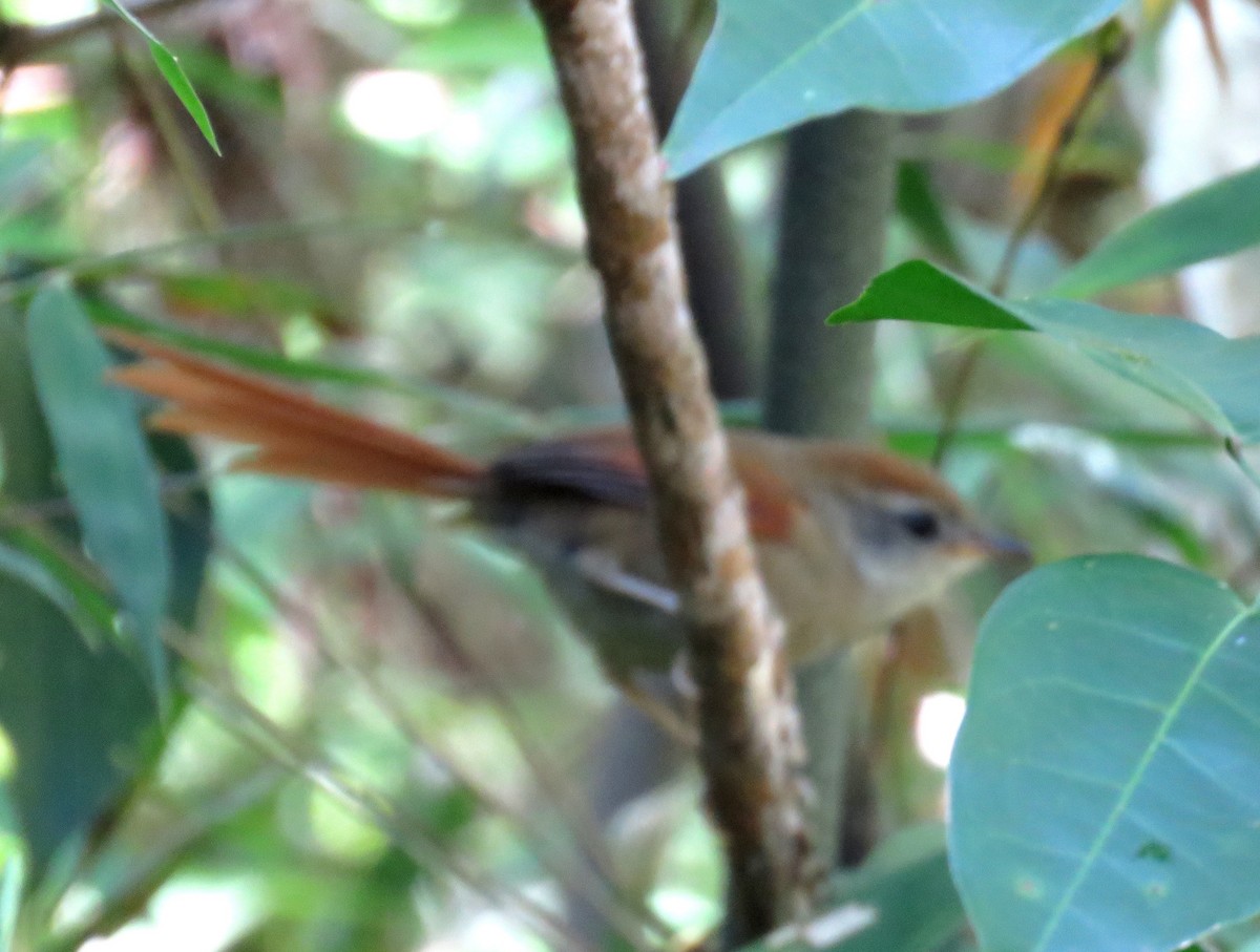 Rufous-capped Spinetail - ML610295021