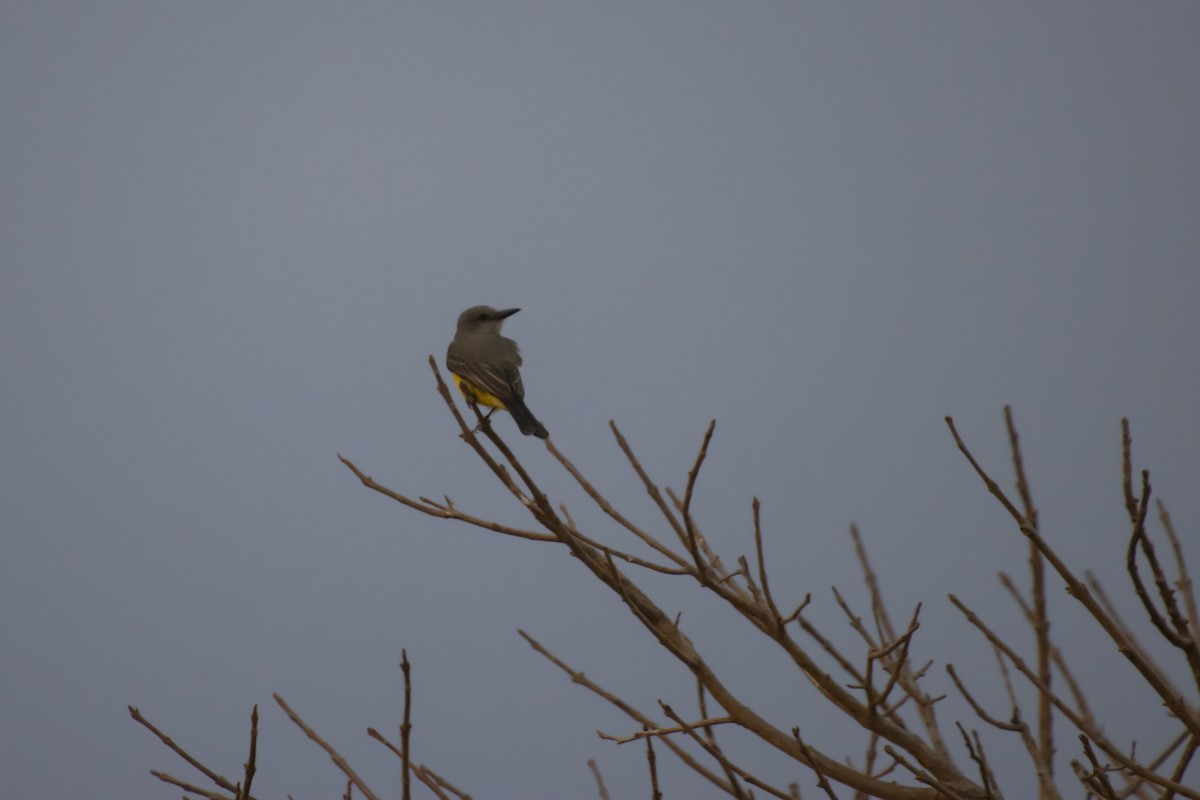 Tropical Kingbird - Antonio Rodriguez-Sinovas