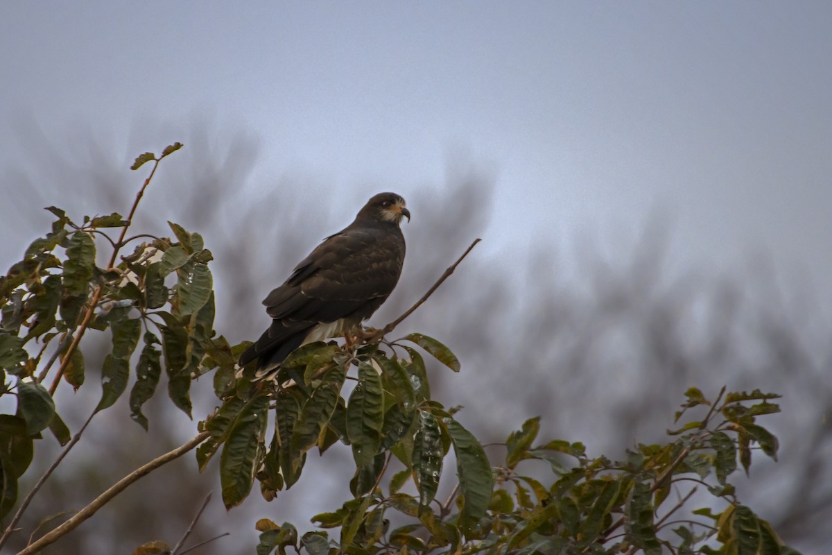 Snail Kite - Antonio Rodriguez-Sinovas