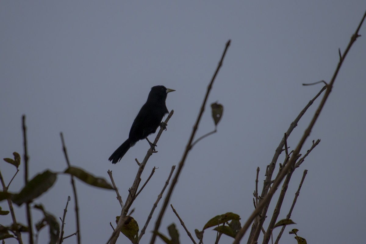 Solitary Black Cacique - Antonio Rodriguez-Sinovas