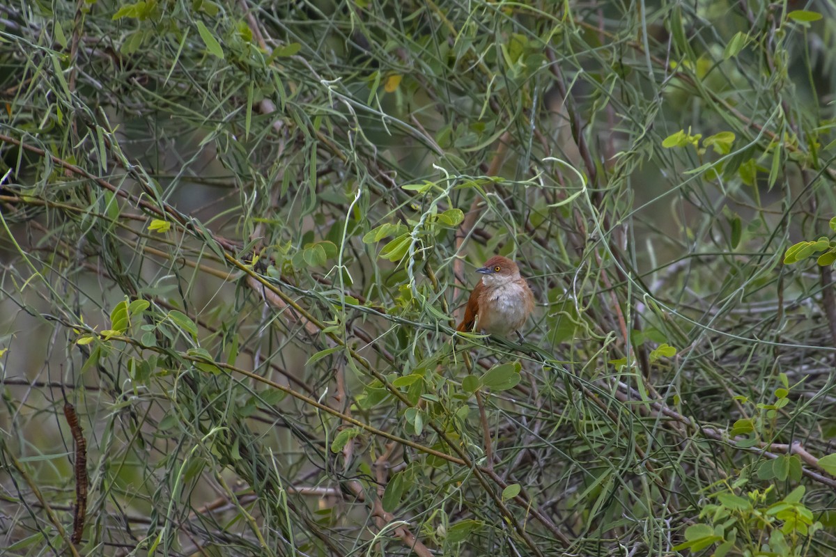 Greater Thornbird - Antonio Rodriguez-Sinovas