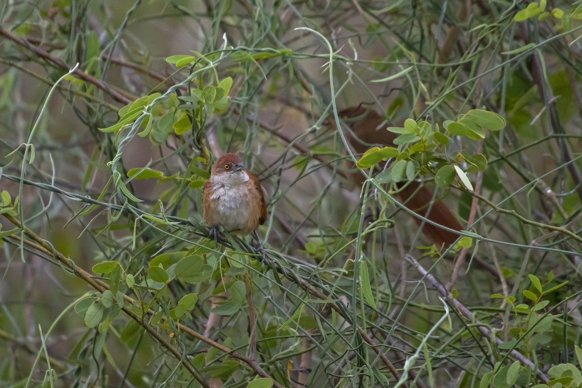 Greater Thornbird - Antonio Rodriguez-Sinovas