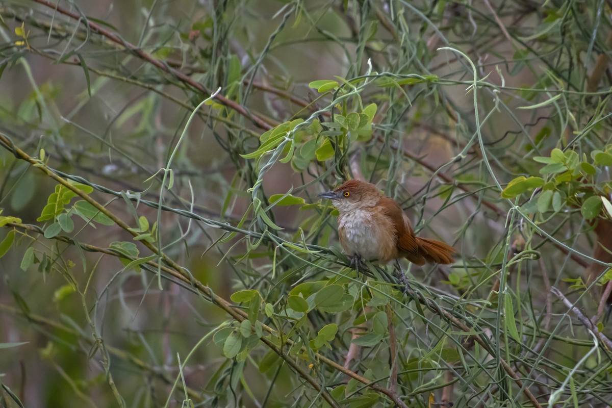 Greater Thornbird - Antonio Rodriguez-Sinovas
