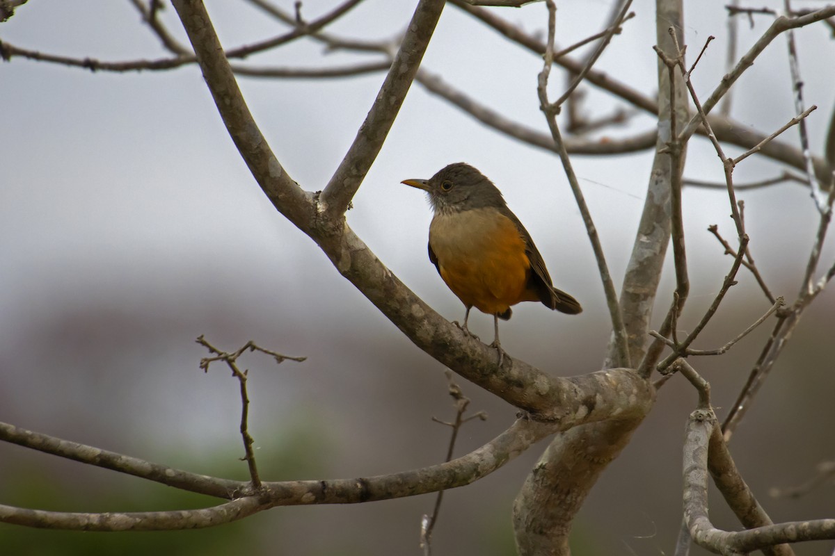 Rufous-bellied Thrush - Antonio Rodriguez-Sinovas