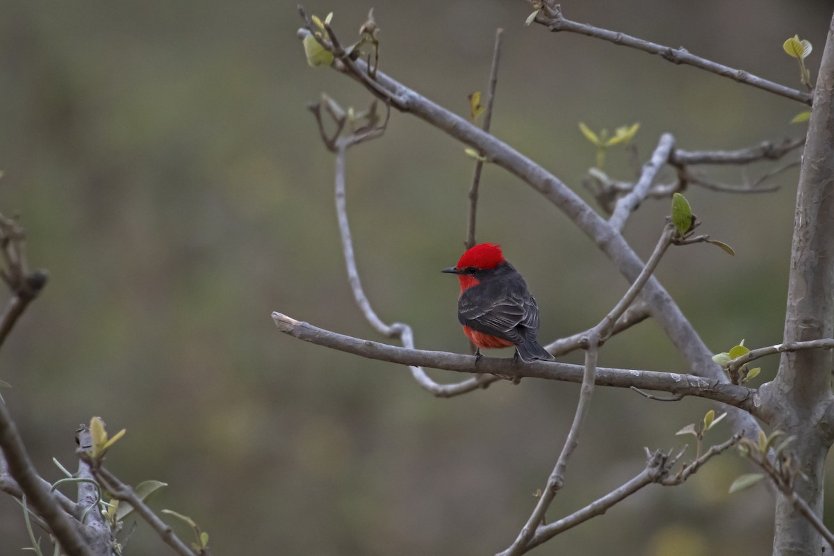 Vermilion Flycatcher - Antonio Rodriguez-Sinovas