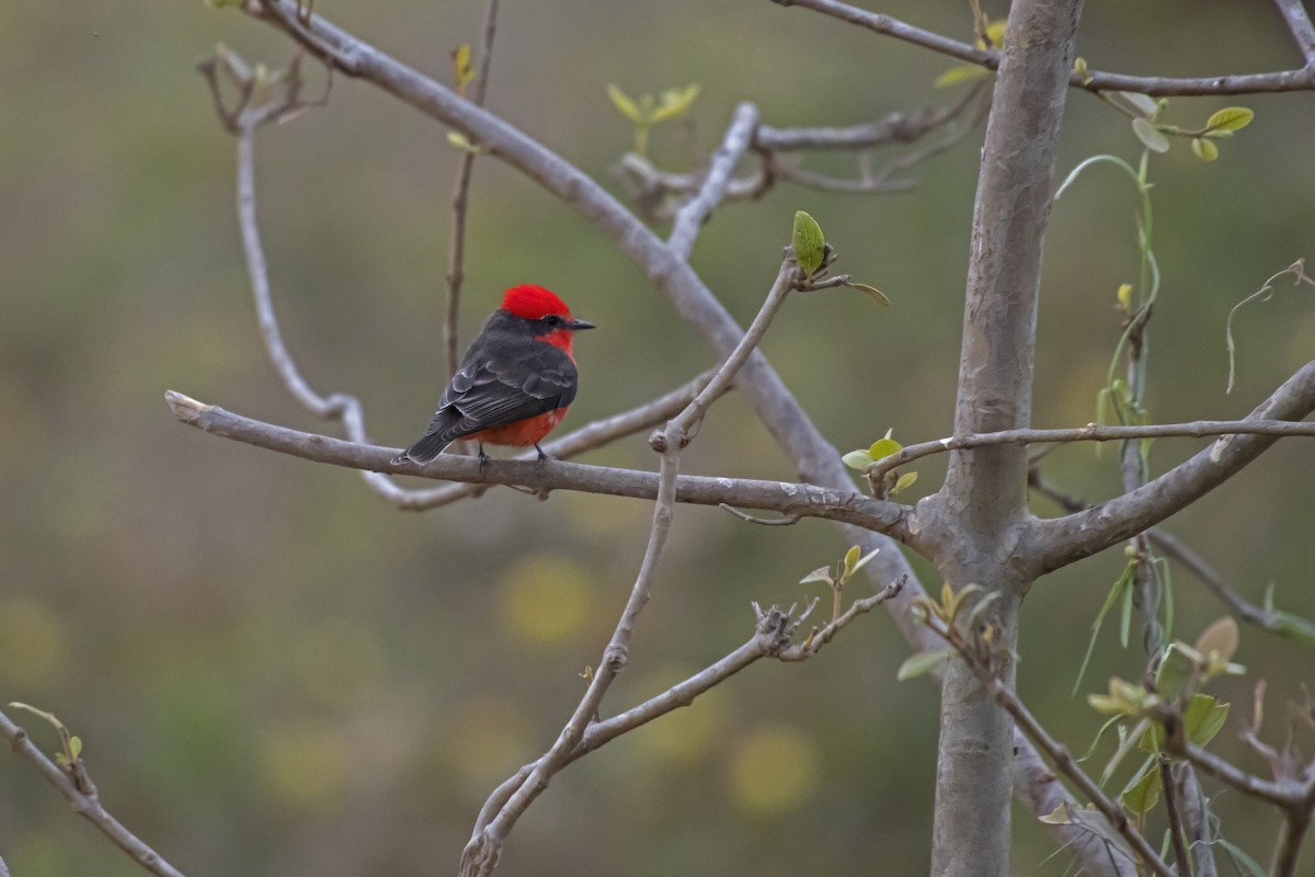 Vermilion Flycatcher - Antonio Rodriguez-Sinovas