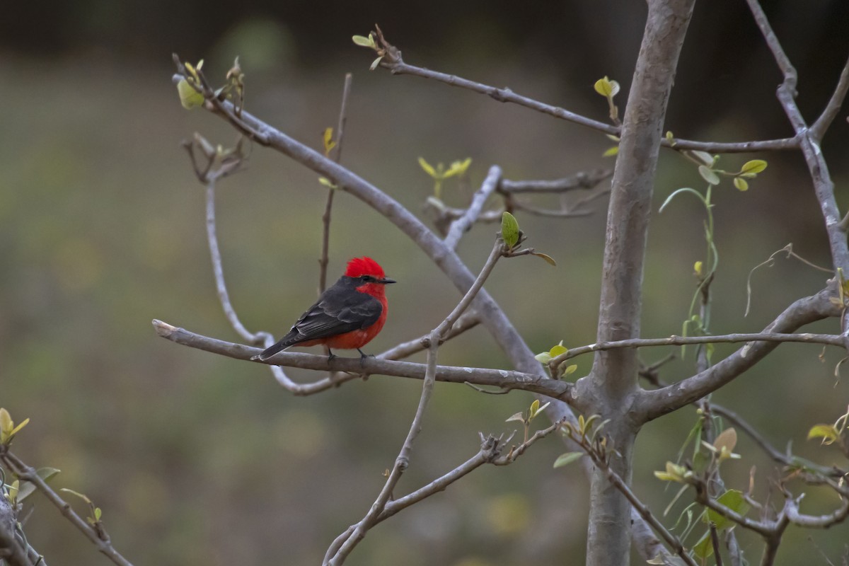 Vermilion Flycatcher - Antonio Rodriguez-Sinovas