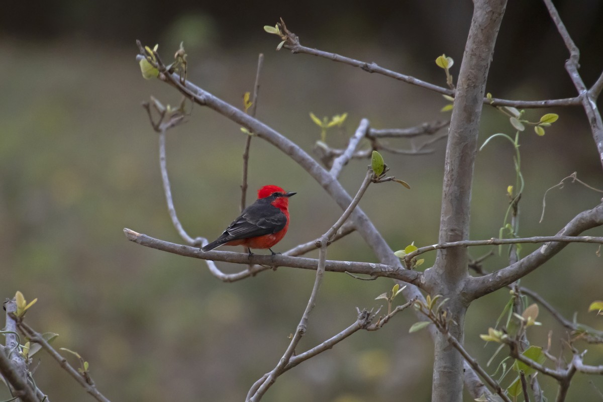 Vermilion Flycatcher - Antonio Rodriguez-Sinovas