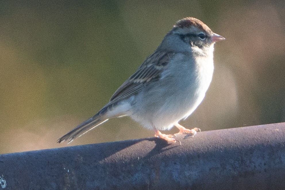 Chipping Sparrow - ML610295171