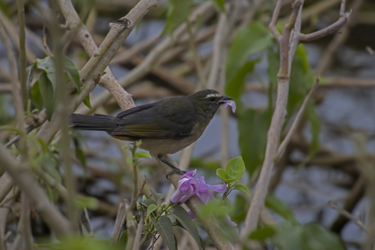 Bluish-gray Saltator - Antonio Rodriguez-Sinovas