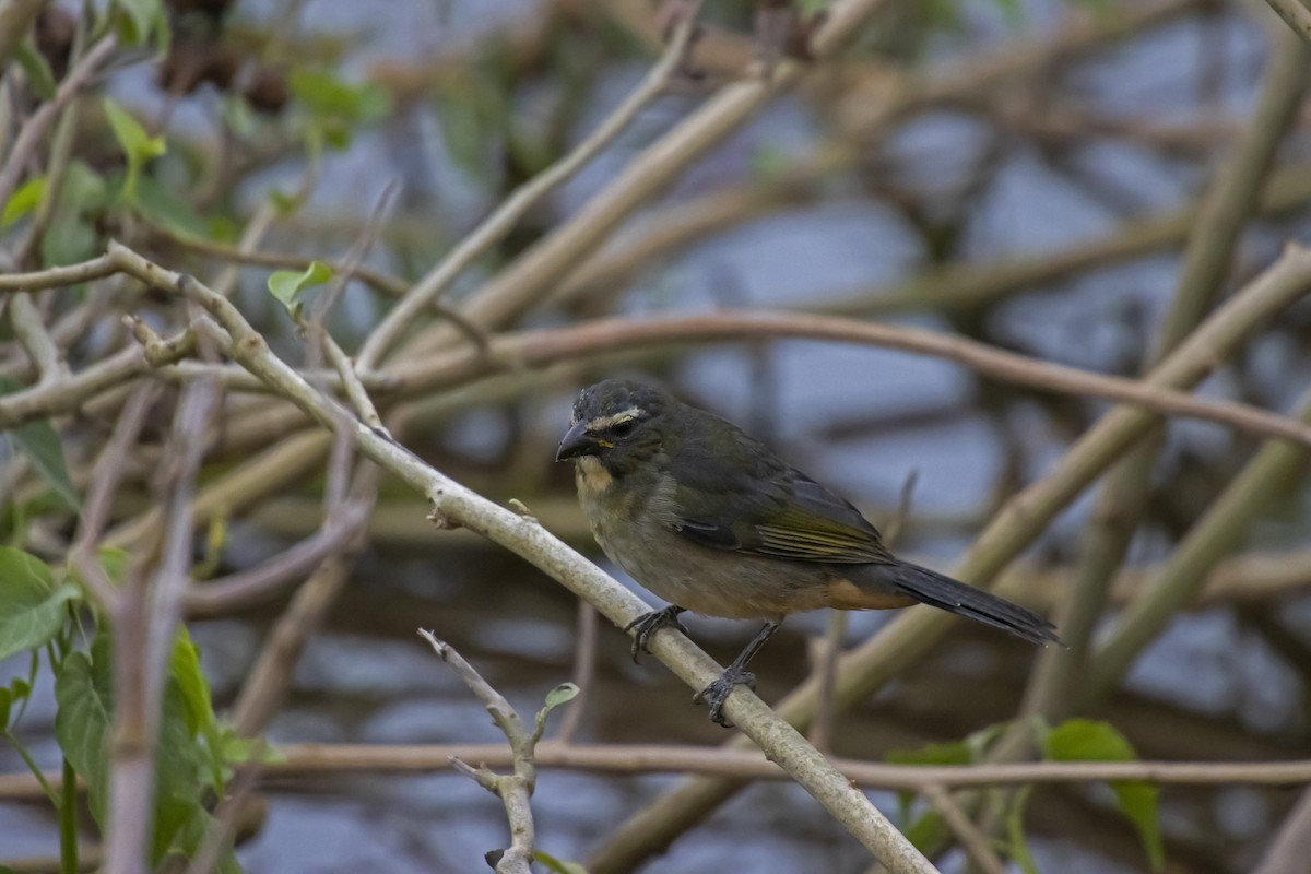 Bluish-gray Saltator - Antonio Rodriguez-Sinovas