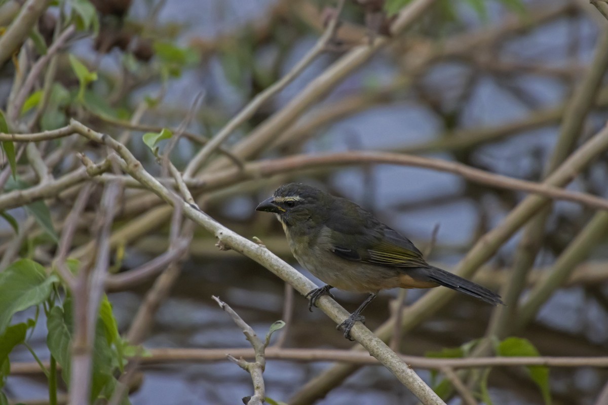 Bluish-gray Saltator - Antonio Rodriguez-Sinovas