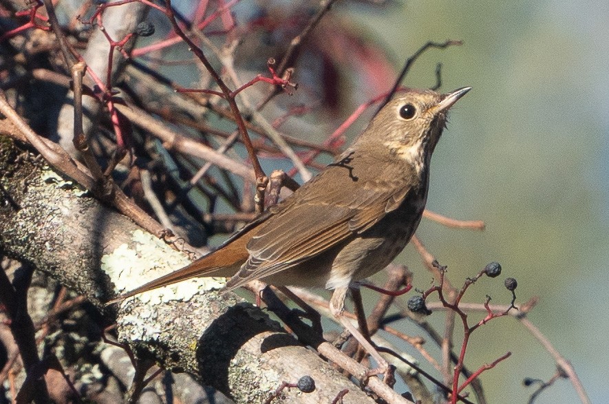 Hermit Thrush - Keith Lea