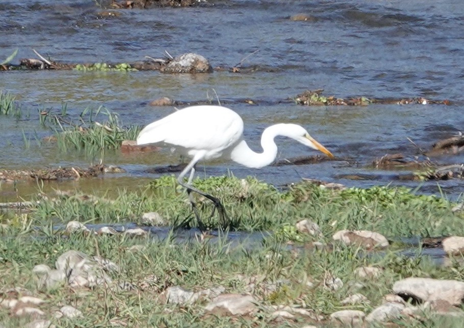 Grande Aigrette - ML610295193