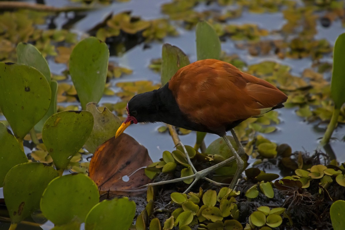Wattled Jacana - Antonio Rodriguez-Sinovas