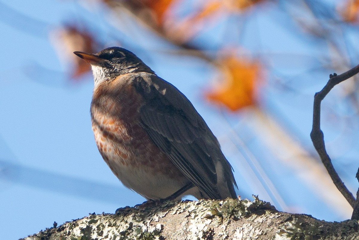 American Robin - Keith Lea