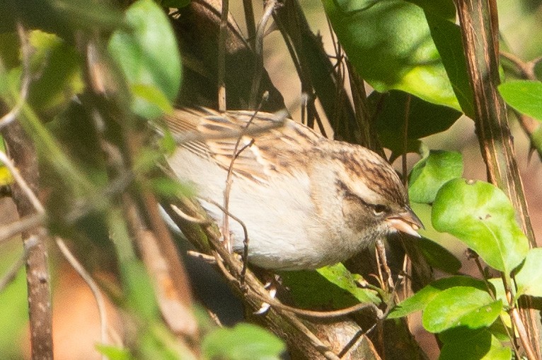 Chipping Sparrow - ML610295214