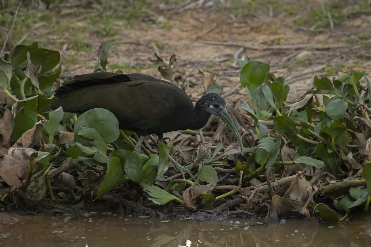 Green Ibis - Antonio Rodriguez-Sinovas