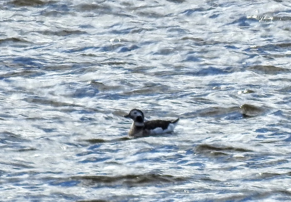 Long-tailed Duck - ML610295222