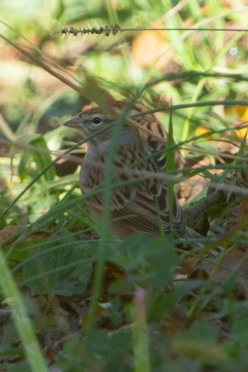 Chipping Sparrow - ML610295238