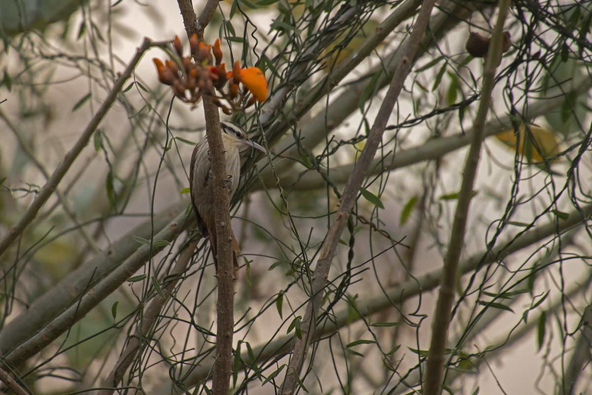 Narrow-billed Woodcreeper - Antonio Rodriguez-Sinovas