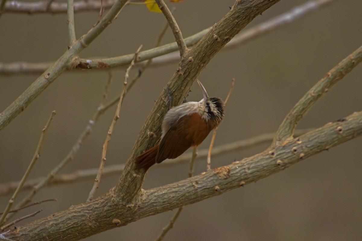 Narrow-billed Woodcreeper - Antonio Rodriguez-Sinovas