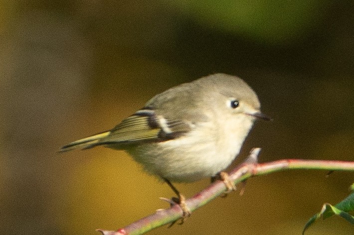 Ruby-crowned Kinglet - ML610295269