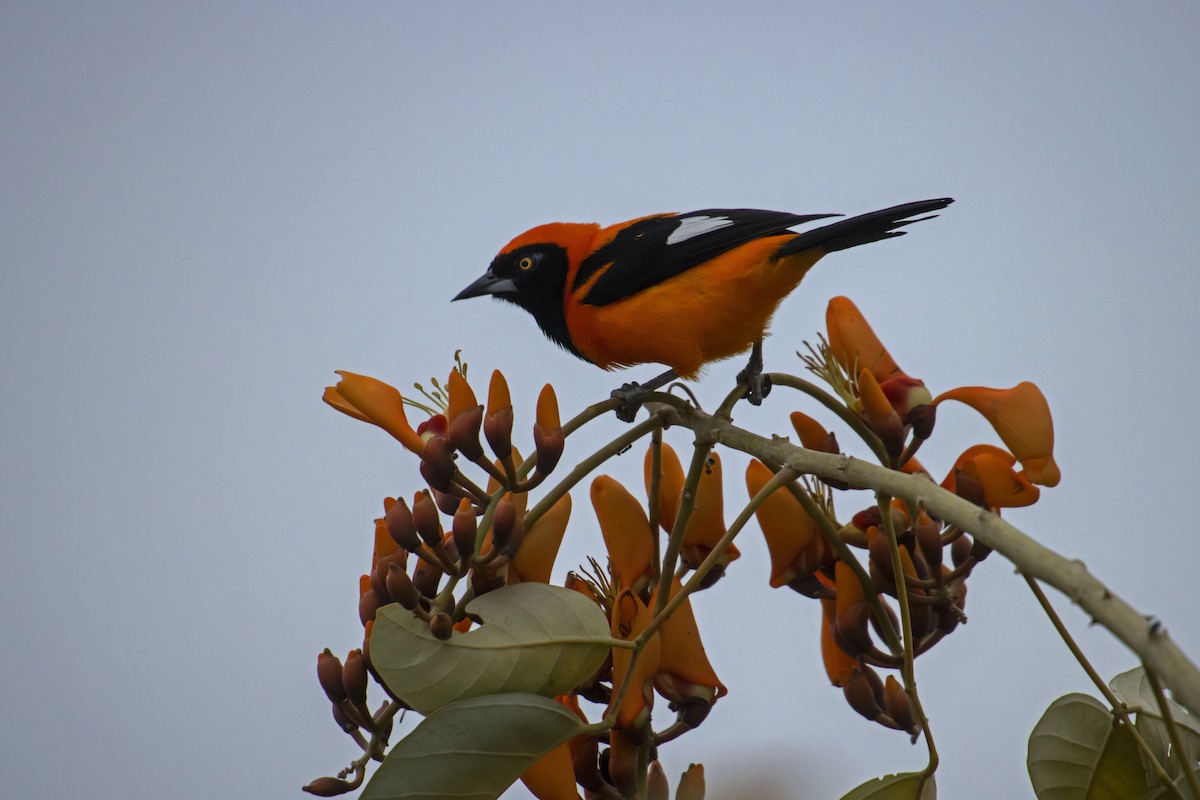 Orange-backed Troupial - Antonio Rodriguez-Sinovas